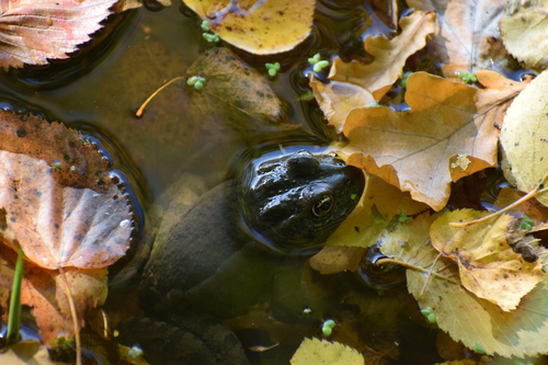 Marsh Frog