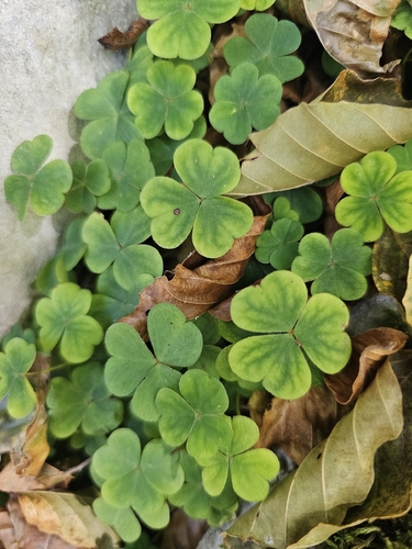 European wood-sorrel
