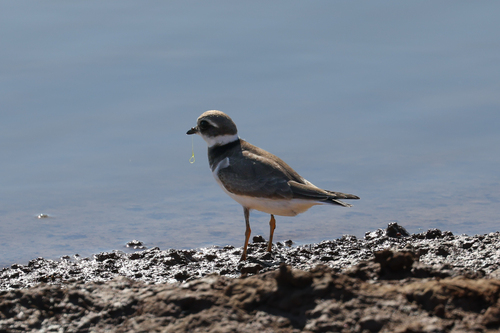 Common Ringed Plover