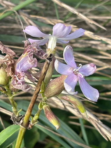 common soapwort