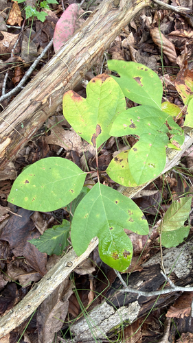 sassafras