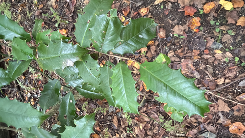 American holly