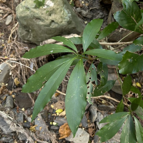Machilus japonica observed 2026-09-23