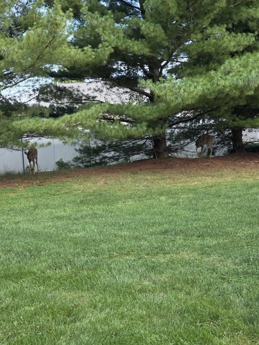 White-tailed Deer