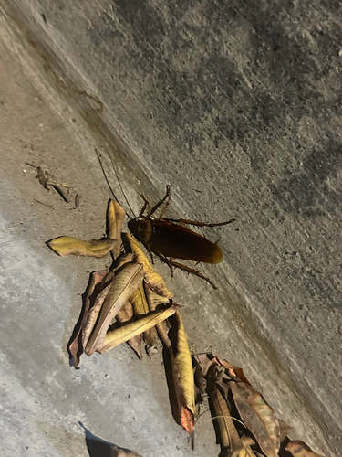 American Cockroach