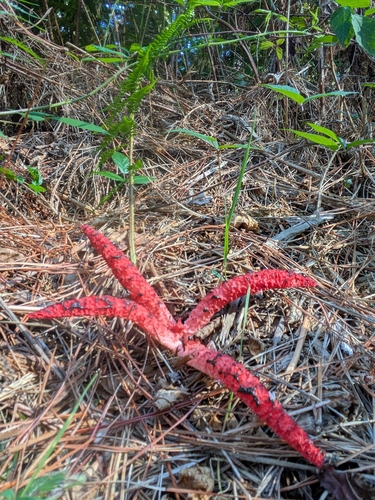 devil's-fingers