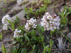 Noccaea caerulescens