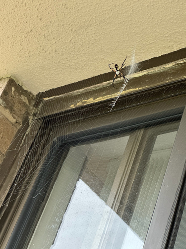 Yellow Garden Spider