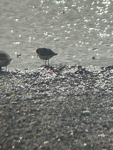 Least Sandpiper