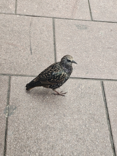 European Starling