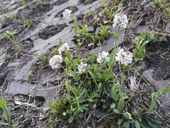 Noccaea caerulescens