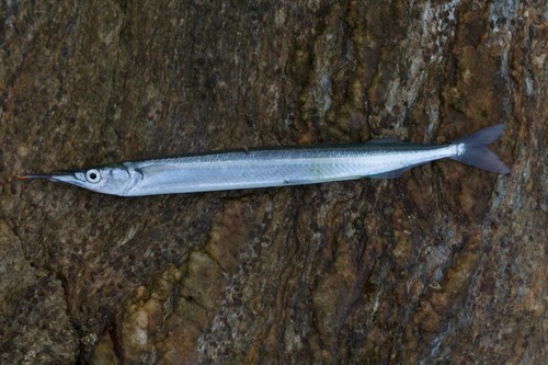 Hyporhamphus sajori observed 2026-09-18