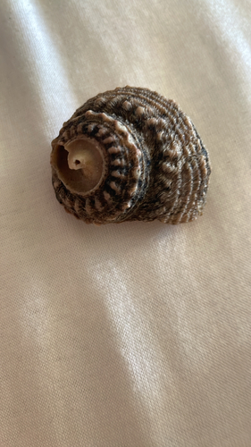 Rough Star Shell