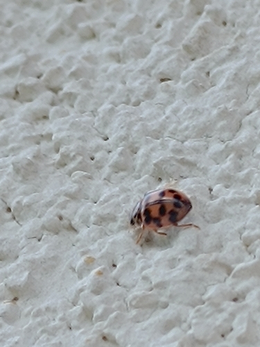Poplar Ladybird Beetle