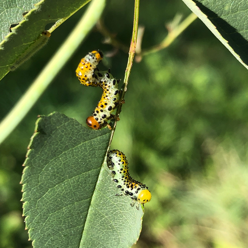 Rose Sawfly