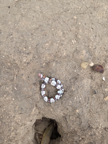 Western Milksnake