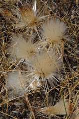 Podotheca angustifolia