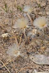 Podotheca angustifolia