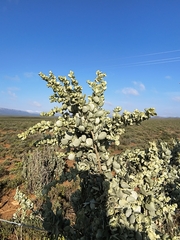 Atriplex nummularia