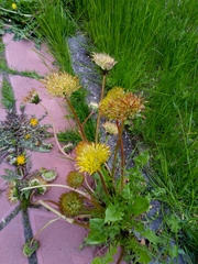 Taraxacum officinale