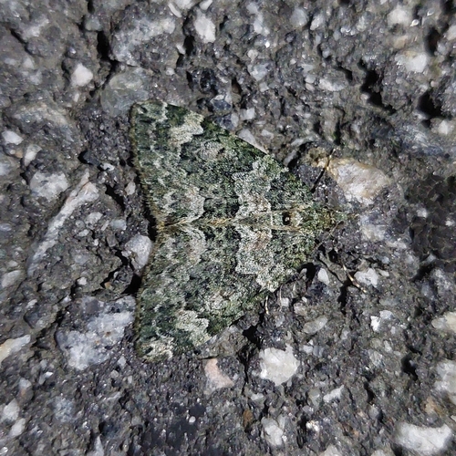 Autumn Green Carpet