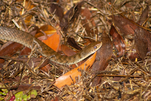 Australian Keelback