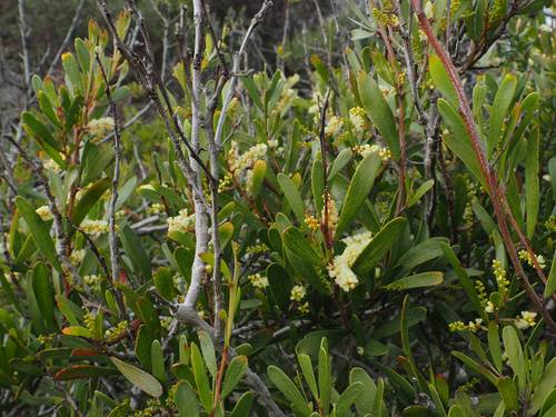 Acacia mucronata