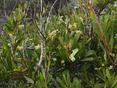 Acacia mucronata