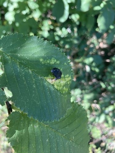 Elm Sack Gall Aphid