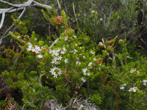 Acacia mucronata, photograph 2