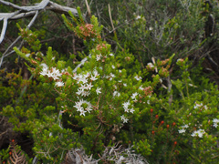 Acacia mucronata, photograph author not stated, no rights reserved