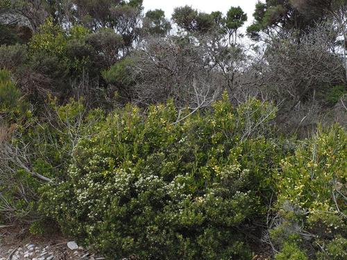 Acacia mucronata, photograph 1