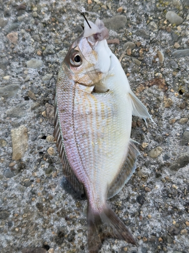 Scup