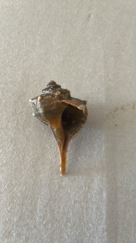 Purple Dye Murex