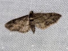 Eupithecia columbiata