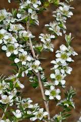 Leptospermum obovatum