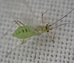 Aphididae