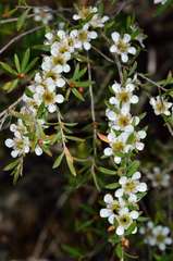Leptospermum obovatum