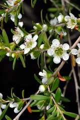 Leptospermum obovatum