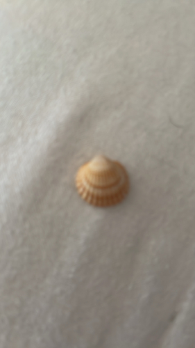 Rough Cockle