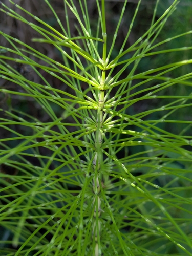 great horsetail