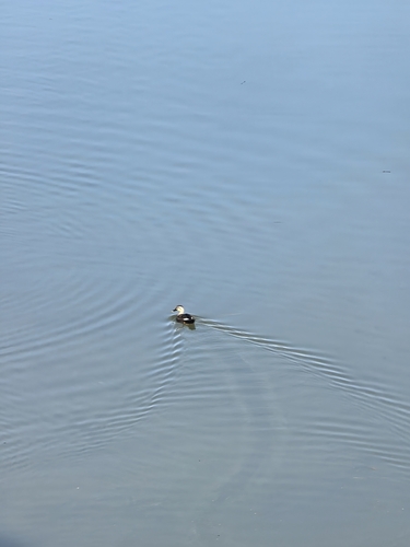 Eastern Spot-billed Duck
