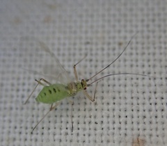 Aphididae