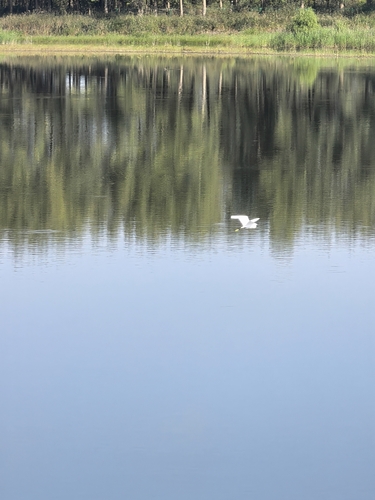 Little Egret
