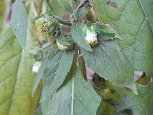 Carpesium cernuum