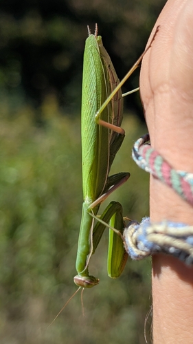European Mantis