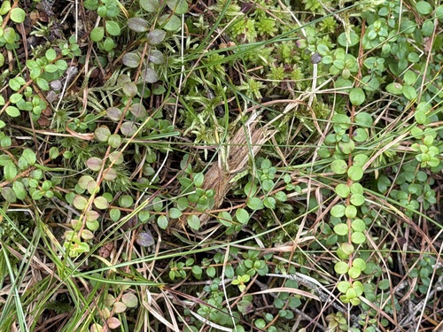 creeping snowberry