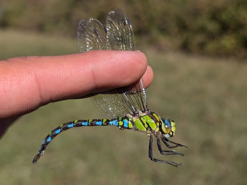 Southern Hawker