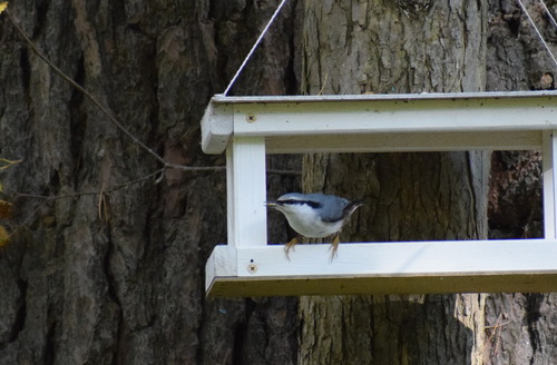 Eurasian Nuthatch