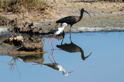 Black-winged Stilt